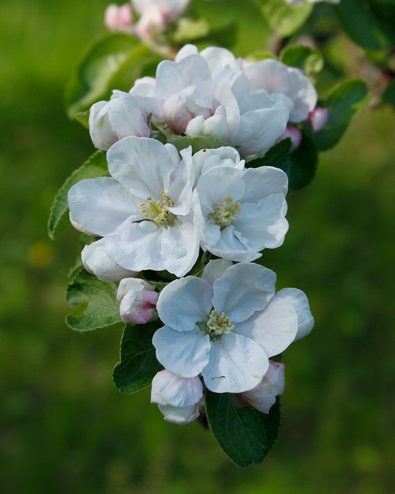 Kesäomena Agnes