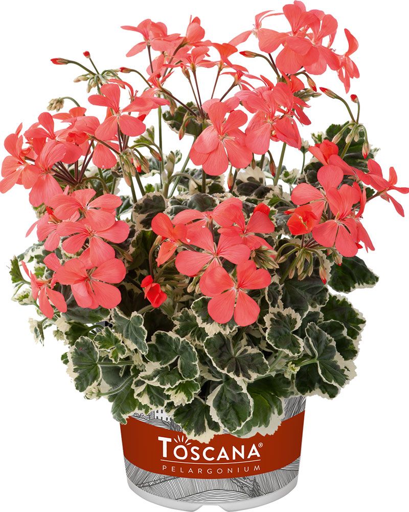 Koristepelargoni Frank Headley