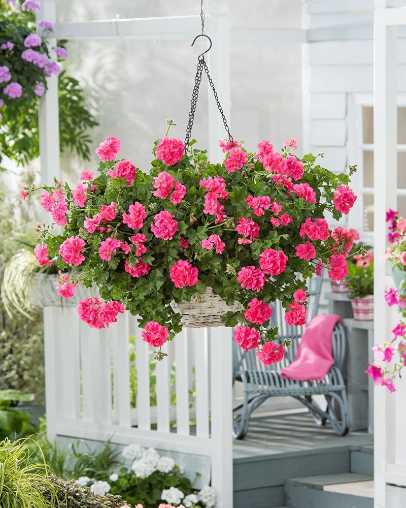 Riippapelargoni Sunflair Linda Pink