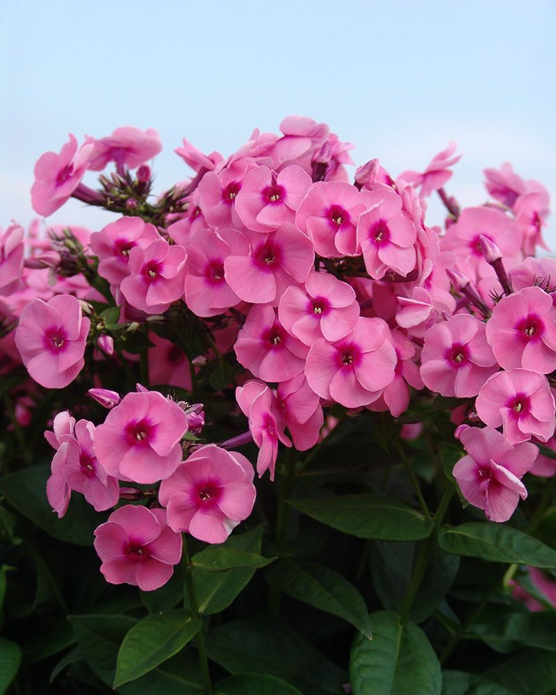 Syysleimu Jeff's Pink 5 kpl