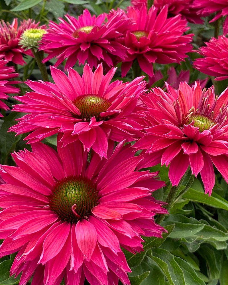 Tarhapunahattu Sweet Fuchsia